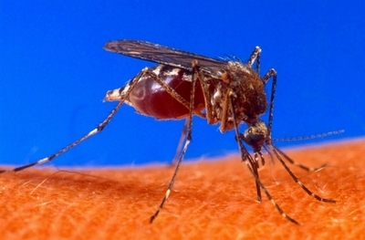 蚊に細菌を感染させて伝染病の拡大を抑制、豪研究