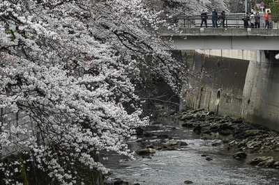 Cherry blossoms in full bloom in Tokyo 