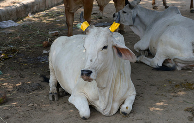 牛盗んだイスラム教徒、村人に殴られ死亡 インド
