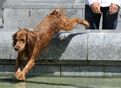 待ってました！噴水にダイブするワンちゃん