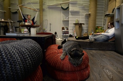 ほっと一息、モスクワでもネコカフェ人気