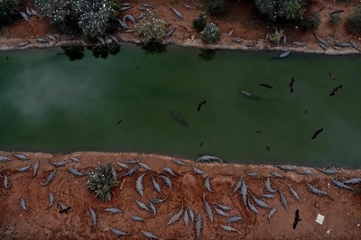 農場閉鎖で取り残されたクロコダイル ヨルダン川西岸