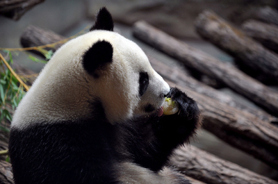 パンダも「アイス」が大好き