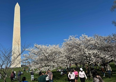 米首都ワシントンに春の訪れ