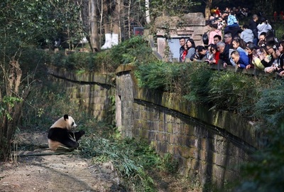 パンダ観覧エリアに女児転落、パンダ集まる中救助される 四川