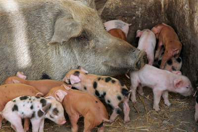 モロッコ、好調な観光と養豚業