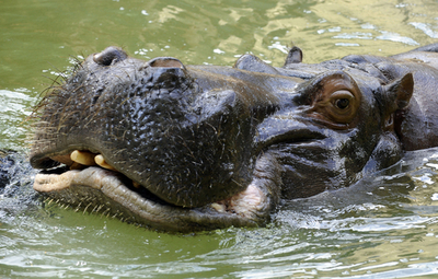 夏休みにはぜひお越しを、ドイツ・ケルン動物園