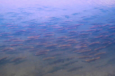 カナダのベニザケ数百万匹が行方不明に、温暖化の影響か