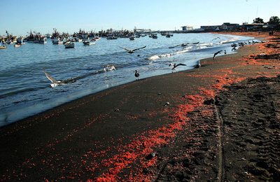 南米チリで謎の小エビ大量発生、赤く染まった海岸