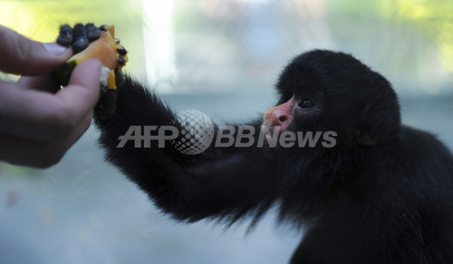 リオに 動物保育所 オープン 育児放棄の赤ちゃんたちを保護 写真枚 ファッション ニュースならmode Press Powered By Afpbb News