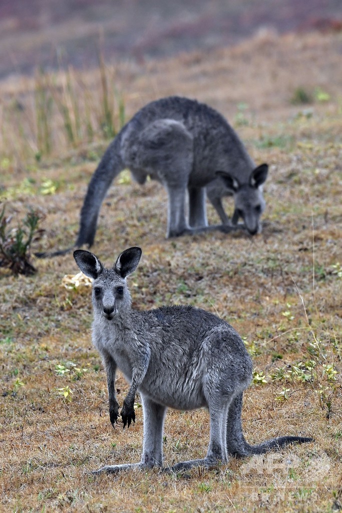 豪森林火災、コアラ保全のカギ握る個体群が半減 野生動物5億匹が焼死か