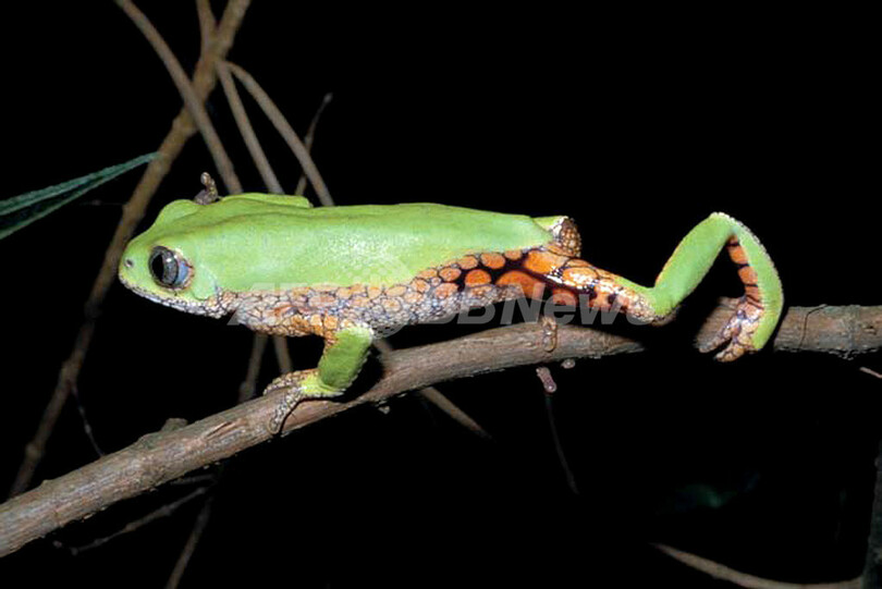 ブラジル、絶滅危惧種のリストを発表