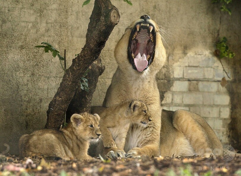 ライオン展示施設内に宿泊、予約受け付け開始 英動物園
