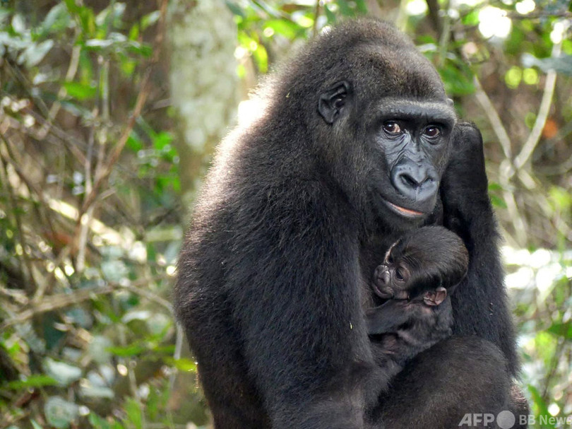 飼育下から野生に戻された雌雄のゴリラから赤ちゃん誕生 世界初 ガボン