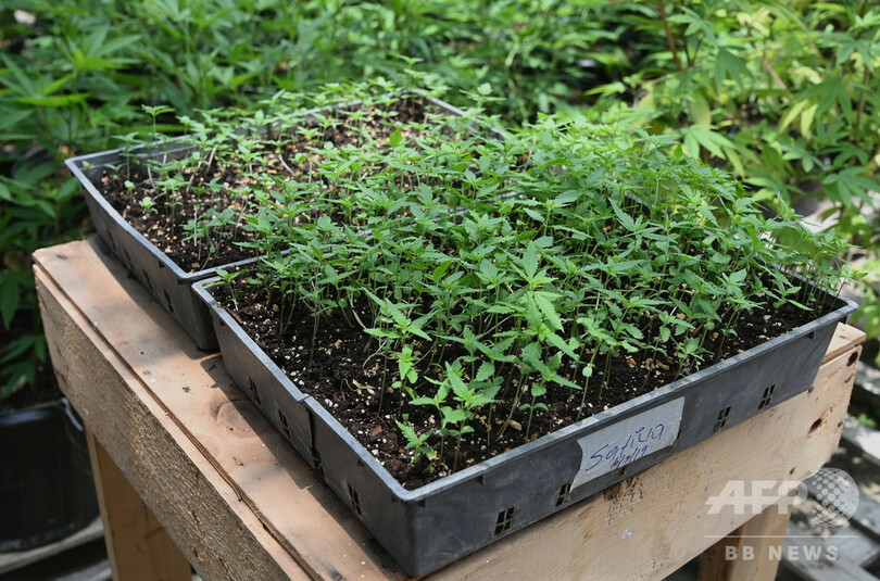 ボブ・マーリーも吸った幻の在来種大麻を現代に、ある研究者の挑戦 ジャマイカ