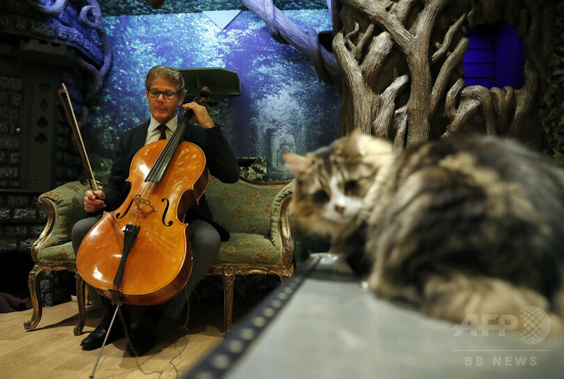 ニャンて曲だ！ 世界初 「猫向け音楽」 チェロ奏者が作曲 写真6枚 国際ニュース：AFPBB News