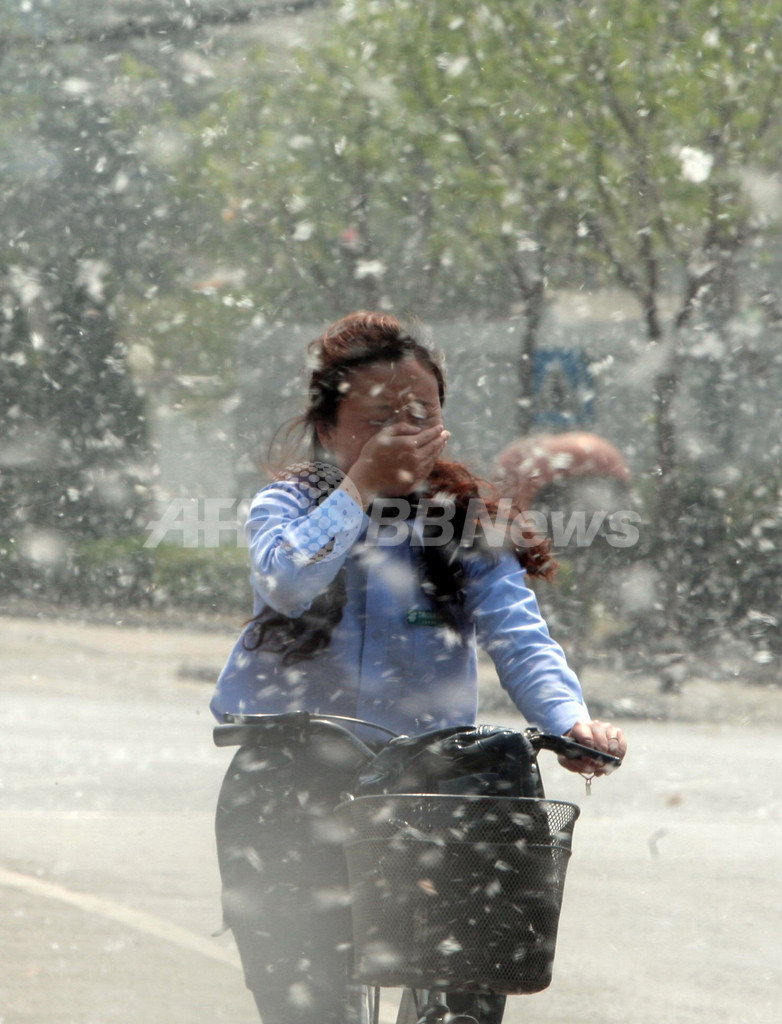 北京市 花粉対策でポプラの 性転換 試みる 写真9枚 国際ニュース Afpbb News