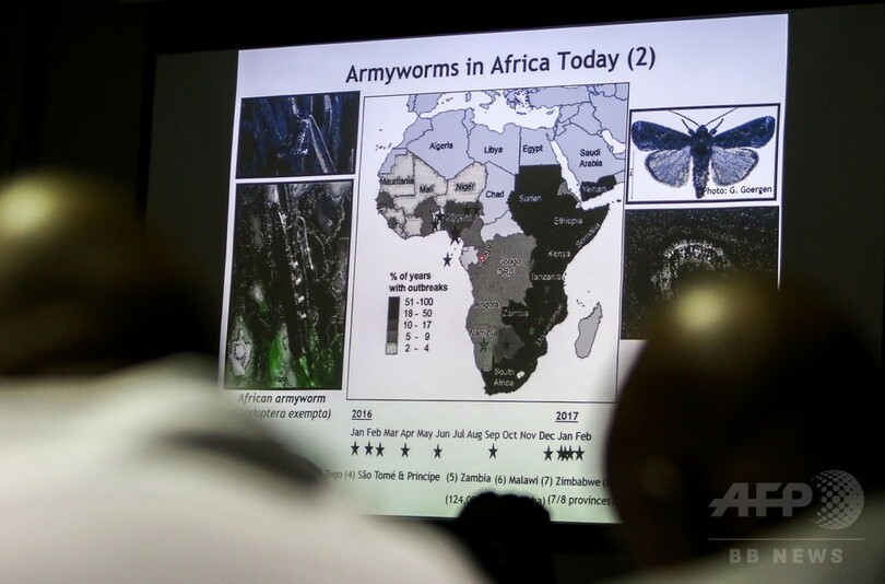 ツマジロクサヨトウの食害、アフリカ南部全域に影響も 国連
