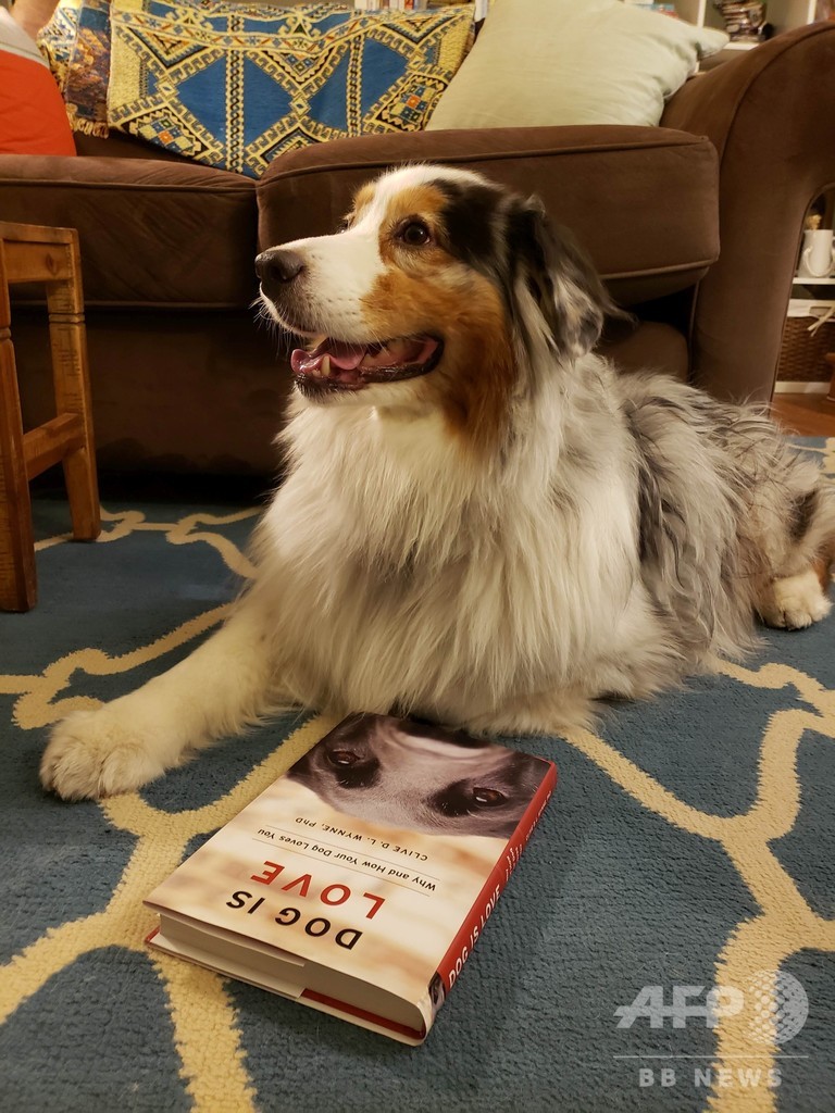 「愛情」…犬が特別な理由を科学的に検証する