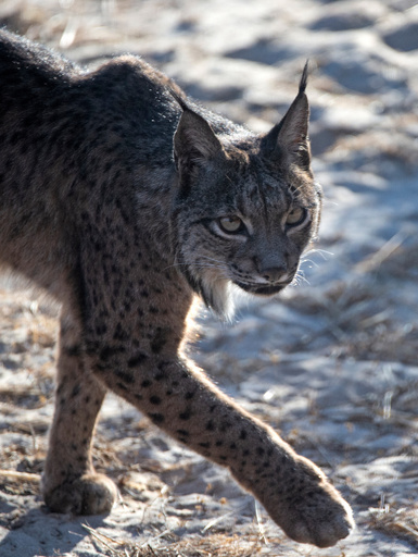 イベリアオオヤマネコを絶滅から救う捕獲飼育作戦 スペイン 写真25枚 国際ニュース Afpbb News