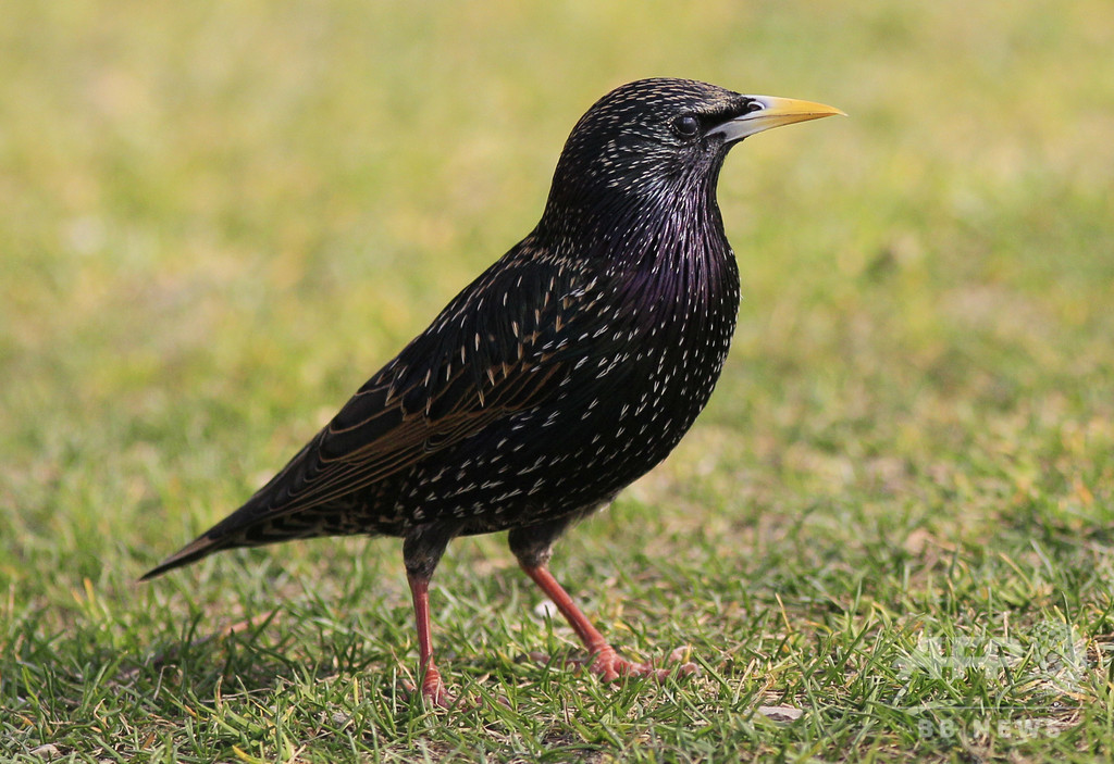 自然界に排出の抗うつ剤、鳴き鳥の求愛行動に変化もたらす 英研究 自然界に排出の抗うつ剤、鳴き鳥の求愛行動に変化もたらす 英研究