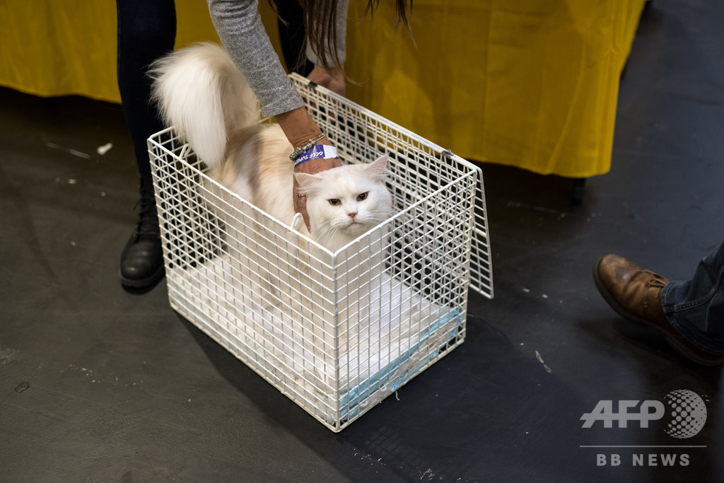 「キャットファイト」猫の別宅通いめぐる近隣紛争、ようやく和解 「キャットファイト」猫の別宅通いめぐる近隣紛争、ようやく和解