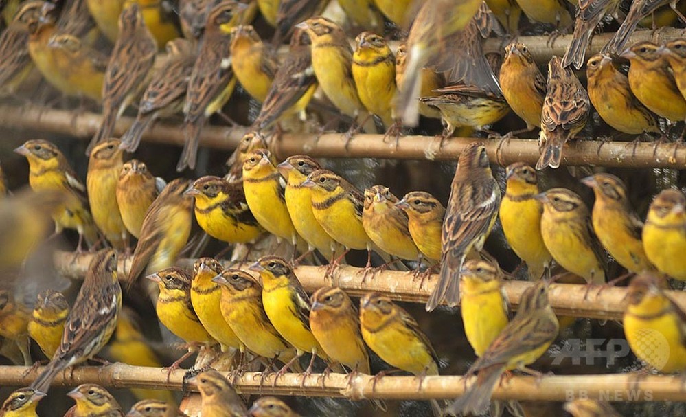 シマアオジ 中国の食習慣 で絶滅の危機に 論文 写真2枚 国際ニュース Afpbb News