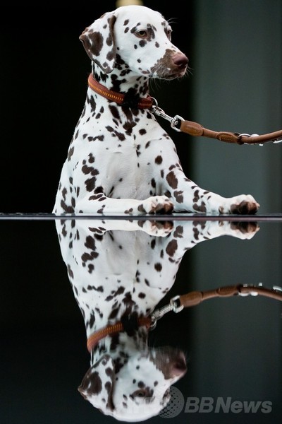 「美犬」が大集合、国際ドッグショーをPR ドイツ