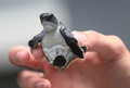 アオウミガメ（2015年7月27日撮影、資料写真）。(c)Joe Raedle/Getty Images/AFP