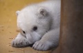 ドイツ・ブレーマーハーフェンの動物園で撮影されたホッキョクグマの赤ちゃん（2016年3月9日撮影）。(c)AFP/Carmen Jaspersen