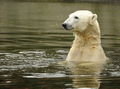 ベルリン動物園で、池を泳ぐクヌート（2010年10月19日撮影）。(c)AFP/ODD ANDERSEN