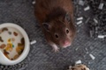 香港で、当局による殺処分の方針を受けて捨てられた小動物の保護を申し出た男性が飼っているハムスター（2022年1月19日撮影）。(c)Bertha WANG / AFP