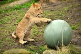 豪動物園の子ライオン、1歳に バランスボールに夢中
