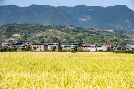 三峡の穀倉」に豊作の秋 中国・重慶市 写真10枚 国際ニュース：AFPBB News