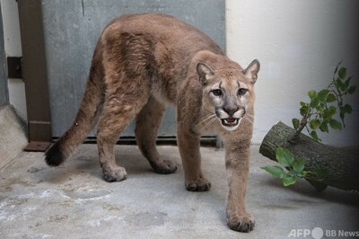 米nyのアパートで保護したのは ネコではなくピューマ 写真1枚 国際ニュース Afpbb News