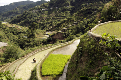 コメ不足のフィリピン、農地転用を無期限禁止