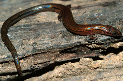 虹色に輝く新種のトカゲを発見、カンボジア