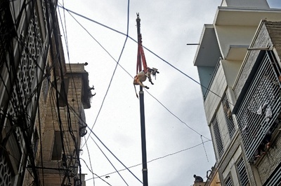 クレーンで牛を地上へ、犠牲祭の準備着々 パキスタン