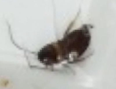 韓国・チキン注文「中からゴキブリ」…払い戻し要求、客が送ってきた“何か不可解”な写真