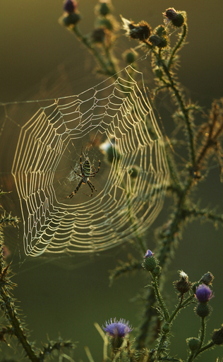 クモの巣の強さの秘密、2つの糸の絡み方にあり MIT研究