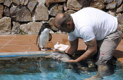 ペンギンも興味津々！生後10日の迷子のイルカ