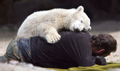 生後6か月迎えた「クヌート」、人気衰えず