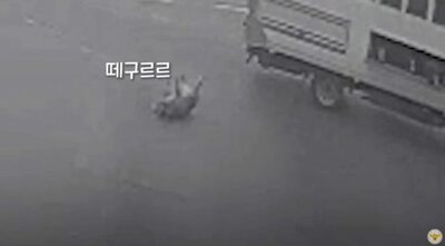 突然、路上に落とされ、動転する“気の毒”な豚…韓国・警察官がヘルプ、元の場所へ