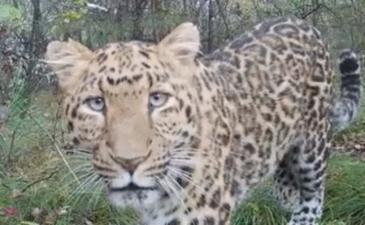 中国西北部のキタシナヒョウ 野生個体数の年間増加率が15.38%に