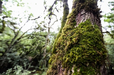 世界遺産になったイランの「ヒルカニアの森」
