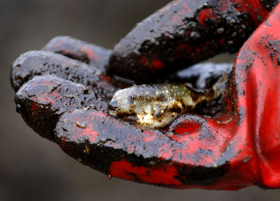 韓国沖の原油流出事故、同国南西部沿岸に被害