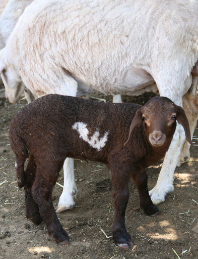 「アラー」の毛の模様を持つヒツジの赤ちゃん、人々が「拝み」に殺到