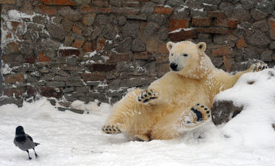 ホッキョクグマも雪の季節に大喜び、ロシアの動物園