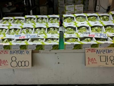 半額になっても「まずくて買わない」…韓国で“不人気”シャインマスカット