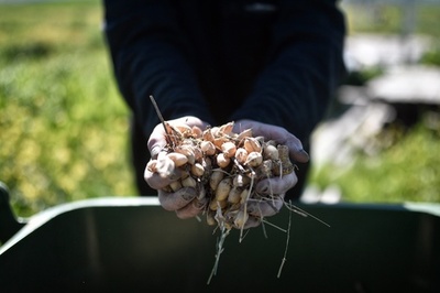 有機農業への完全移行で温室効果ガス排出量は増加 研究